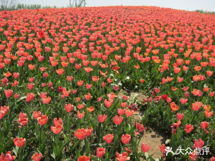 北京國際鮮花港景點圖片