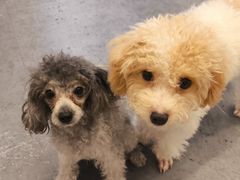 -有喵·猫咖·狗咖·40+猫狗有小奶狗(岗厦店)