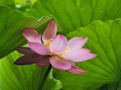 -莲花池公园