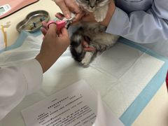 -全心全意连锁动物医院·微创中心·内科急重症·心脏专科(丰管路店)