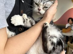 -喵园·猫主题咖啡厅·撸猫·猫咖(国贸店)