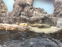 -大阪海游馆