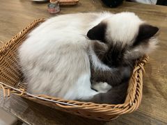 -共舞时光猫咖·狗咖(新街口店)