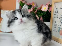 -小猫来了·猫舍(红山六九七九店)