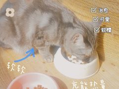 -猫的茶·猫咖