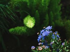 -杭州植物园