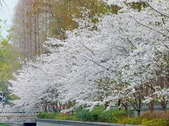 -九华山公园