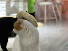 -喵屿·大理花园猫咖