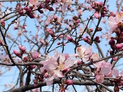 -桃花堤公园