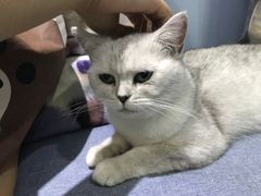 -喵的天空名猫咖啡馆·撸猫·猫舍·用品