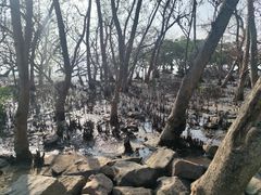 -宝安西湾红树林湿地公园