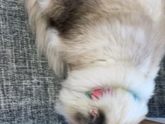 -南京Hallo宠物乐园·哈罗犬舍·柴犬繁育基地