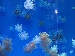 -海合安青岛极地海洋公园