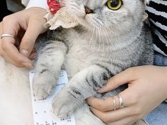 -林香柠·柠檬茶
