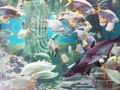 -上海海洋水族馆