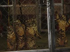 -西安秦岭野生动物园