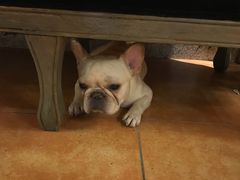 -more than meow吴止猫主题餐厅(承德 中船汇店)