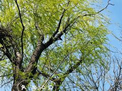 -洛阳市隋唐城遗址植物园