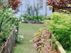 -深圳仙湖植物园
