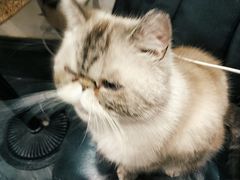 -猫色咖啡·猫咖