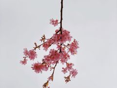 -顾村公园