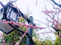 -莘庄公园