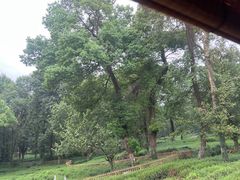 -野蔓果·山野菜(西湖景区·龙井茶田店)