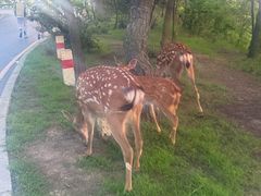 -大连森林动物园