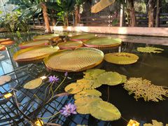 -国家植物园南园