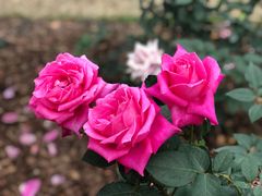 -人民公园(罗湖区)