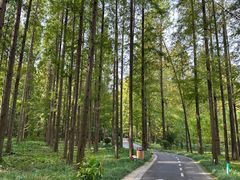 -黄海国家森林公园