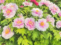 -洛阳市隋唐城遗址植物园