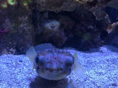-西雅图水族馆
