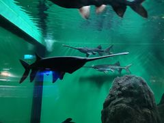 -青岛海底世界-水族馆