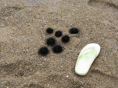 -玫瑰海岸文化旅游度假区
