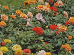 -人民公园(罗湖区)