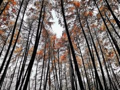 -硗碛藏寨·神木垒景区