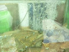 -四海鲜渔家菜(黄金海岸店)
