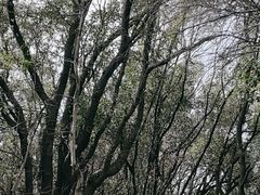 -惠山国家森林公园