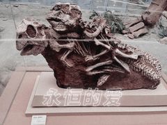 -陕西自然博物馆