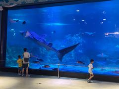 -烟台海昌鲸鲨海洋公园