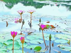 -中国科学院西双版纳热带植物园