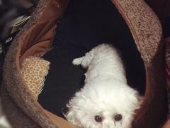 -康乐宝动物医院