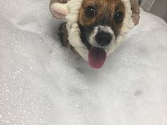 -Oh My Dog宠物沙龙(伊珊娜皮毛护理店)