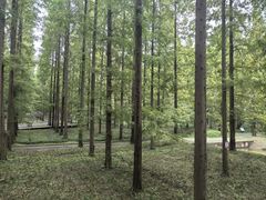 -黄海国家森林公园