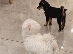 -柴犬小屋·柴餐厅·狗咖食堂(金鼎广场店)