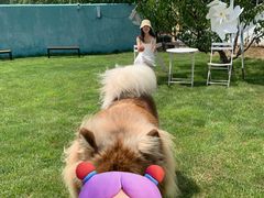 -趣玩宠物乐园寄养训犬训狗游泳池