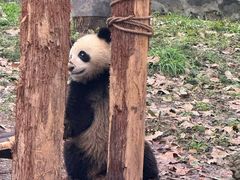 -都江堰中华大熊猫苑