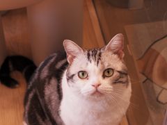 -有喵·猫咖·狗咖·30几只猫10只小狗(岗厦店)
