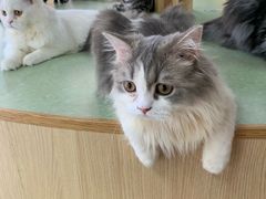 -猫和宫(六道口店)